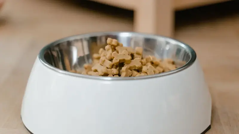 Pet food recalls: current list and how to check your dog or cat food