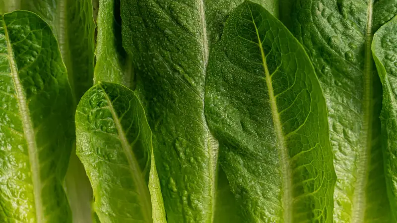 Close-up of fresh green romaine lettuce leaves